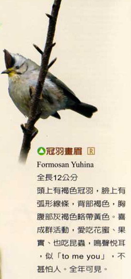Formosan Yuhina