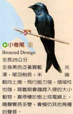 Bronzed Drongo