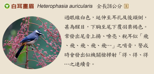 Heterophasia auricularis