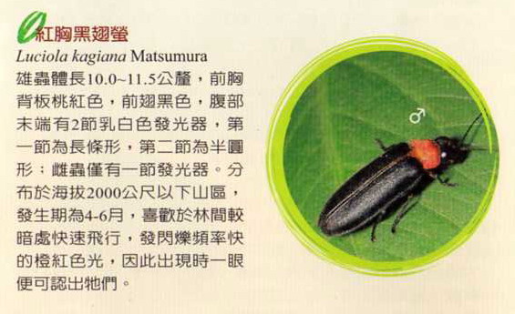 Luciola kagiana Matsumura