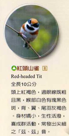 Red-headed Tit