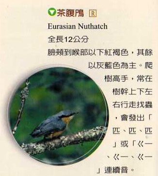 Eurasian Nuthatch