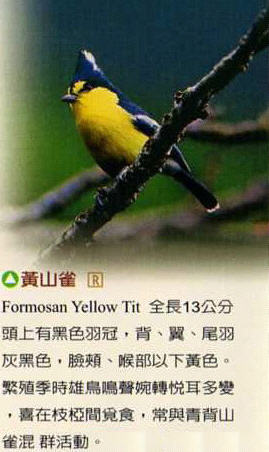 Formosan Yellow